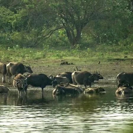 All View Safari Resort อุดาวาลาเว ภายนอก รูปภาพ