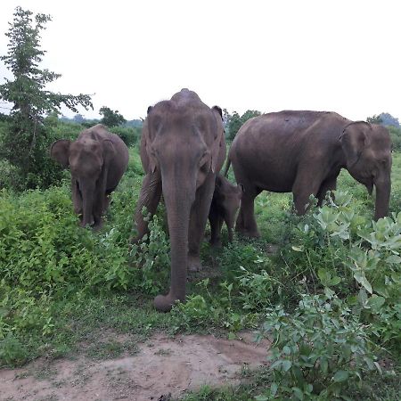 All View Safari Resort อุดาวาลาเว ภายนอก รูปภาพ