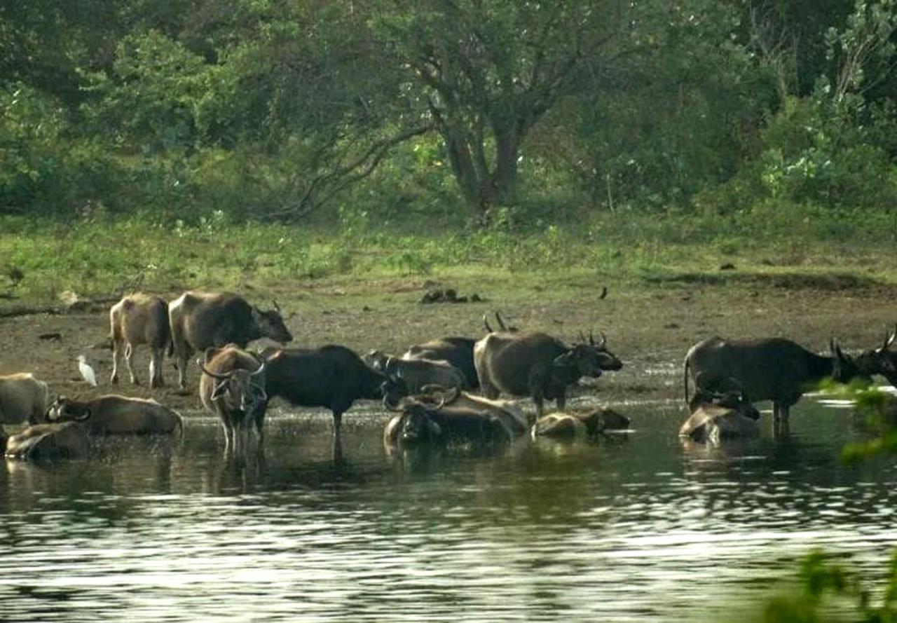 All View Safari Resort อุดาวาลาเว ภายนอก รูปภาพ